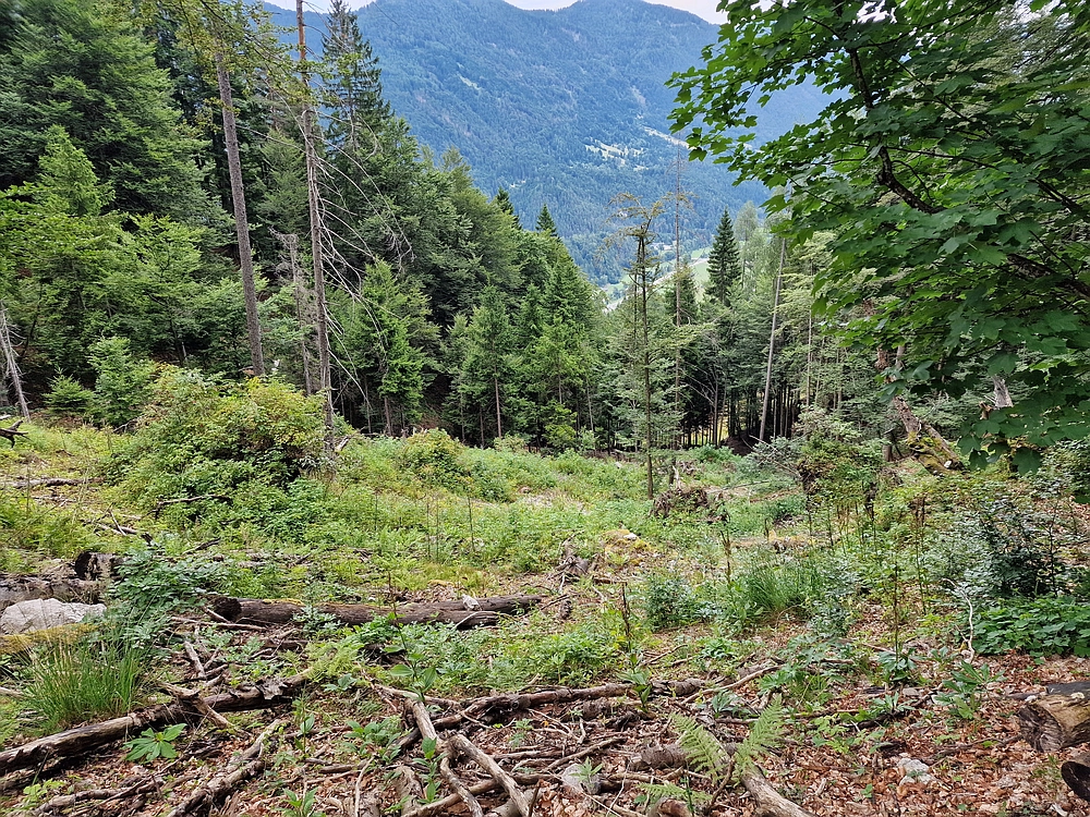 Slika je vidna v Google Chromu.