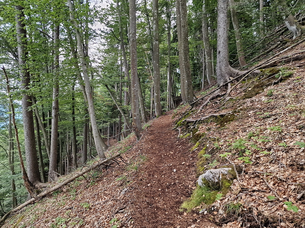 Slika je vidna v Google Chromu.
