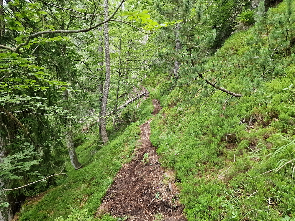 Slika je vidna v Google Chromu.