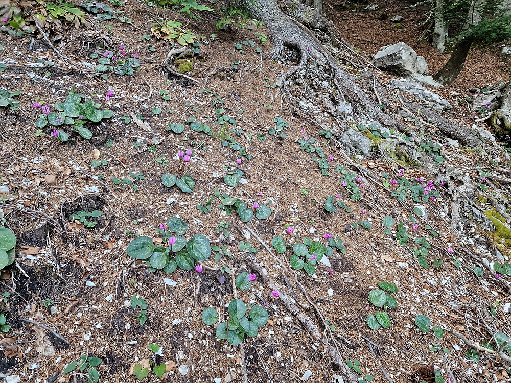 Slika je vidna v Google Chromu.