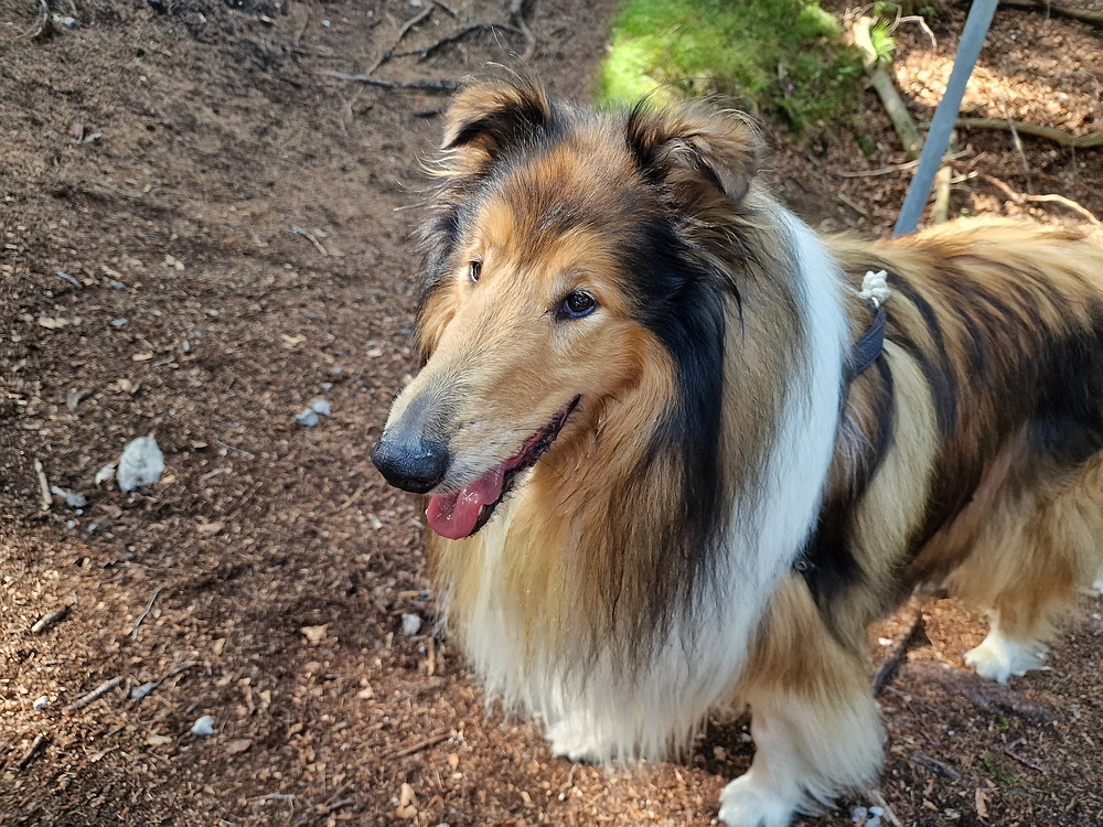 Slika je vidna v Google Chromu.