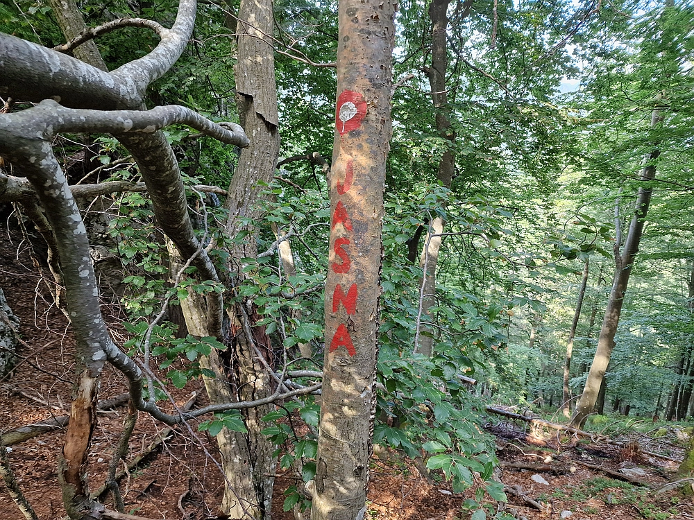 Slika je vidna v Google Chromu.