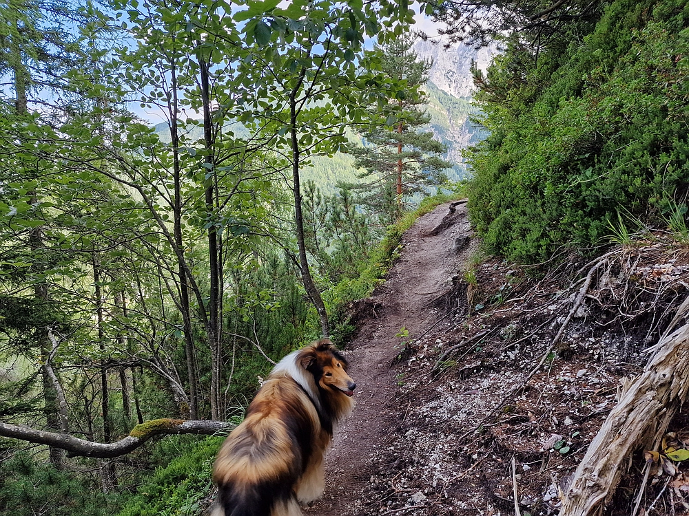 Slika je vidna v Google Chromu.