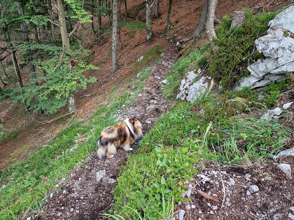Slika je vidna v Google Chromu.