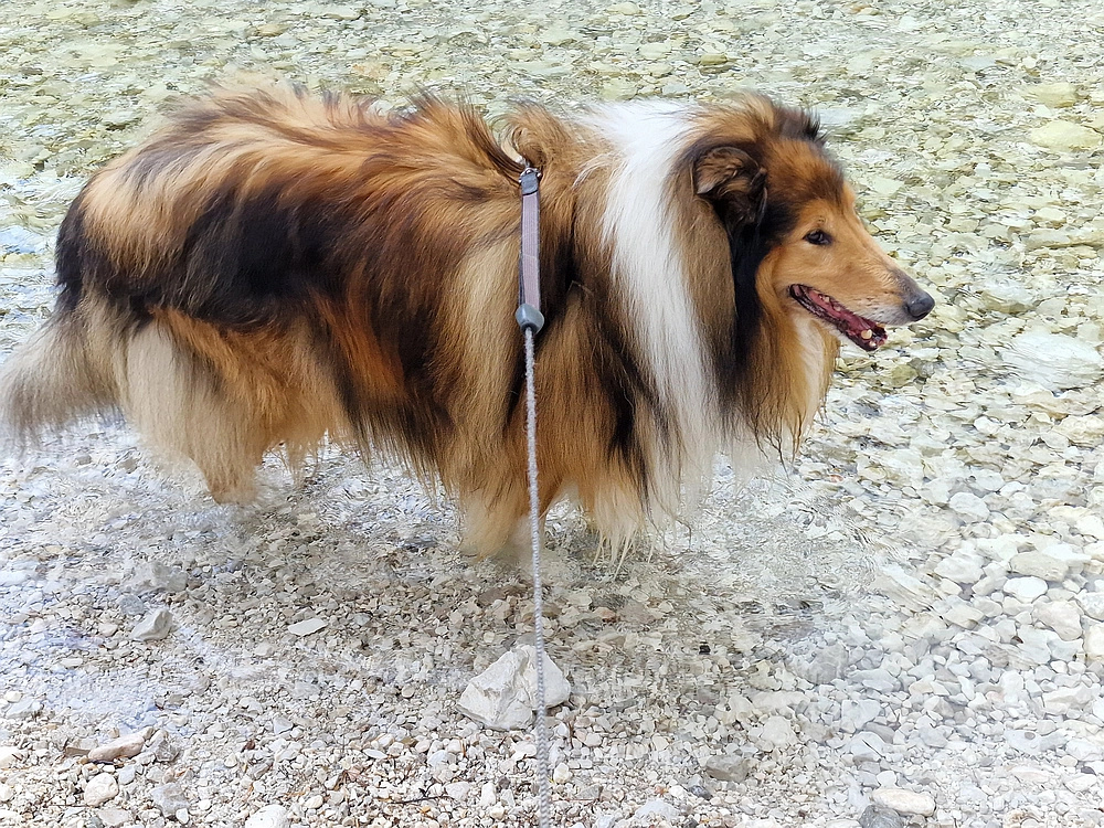 Slika je vidna v Google Chromu.