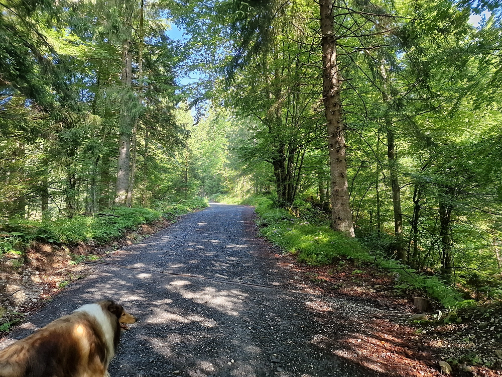 Slika je vidna v Google Chromu.
