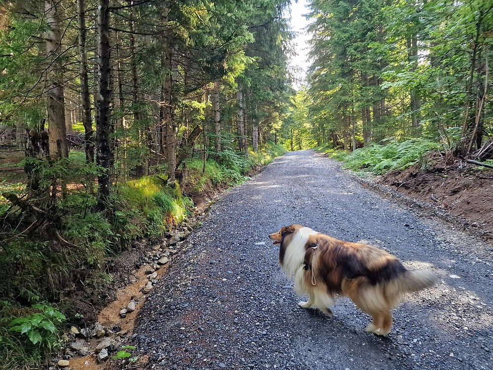 Slika je vidna v Google Chromu.
