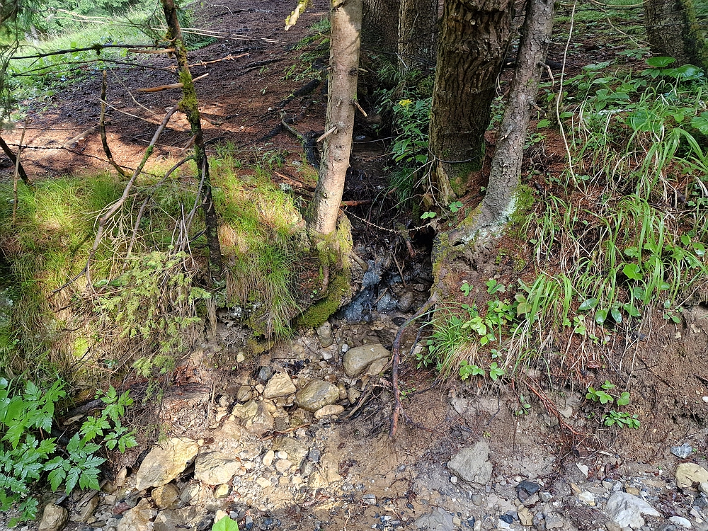 Slika je vidna v Google Chromu.