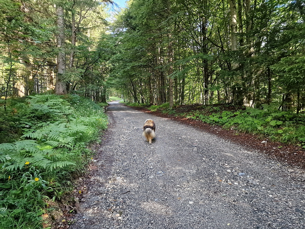 Slika je vidna v Google Chromu.