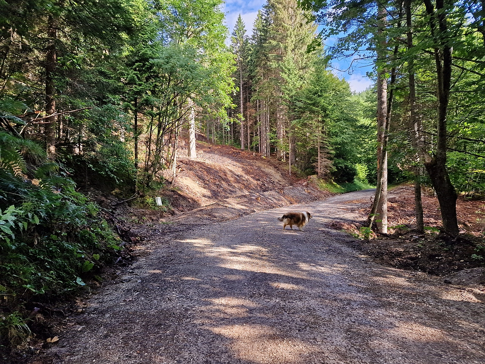 Slika je vidna v Google Chromu.