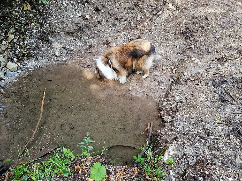 Slika je vidna v Google Chromu.