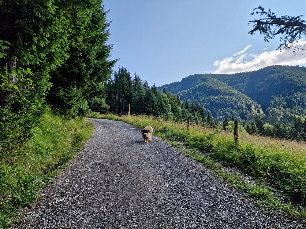 Slika je vidna v Google Chromu.