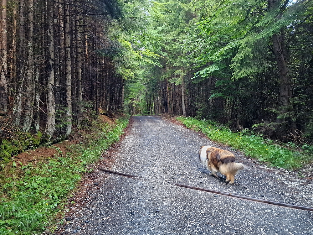 Slika je vidna v Google Chromu.