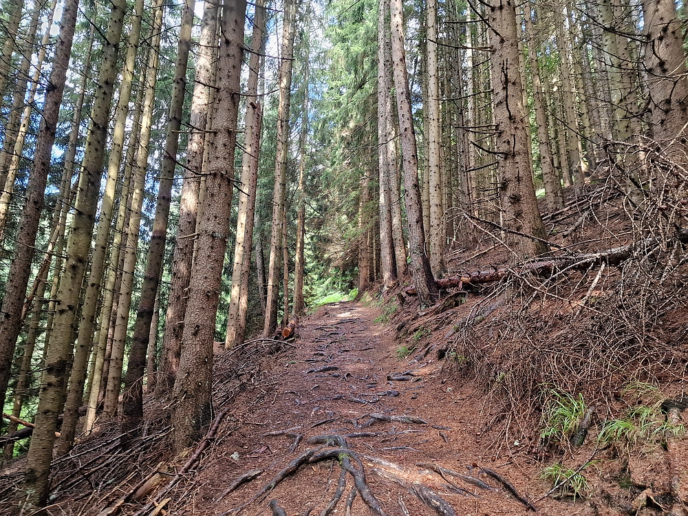 Slika je vidna v Google Chromu.
