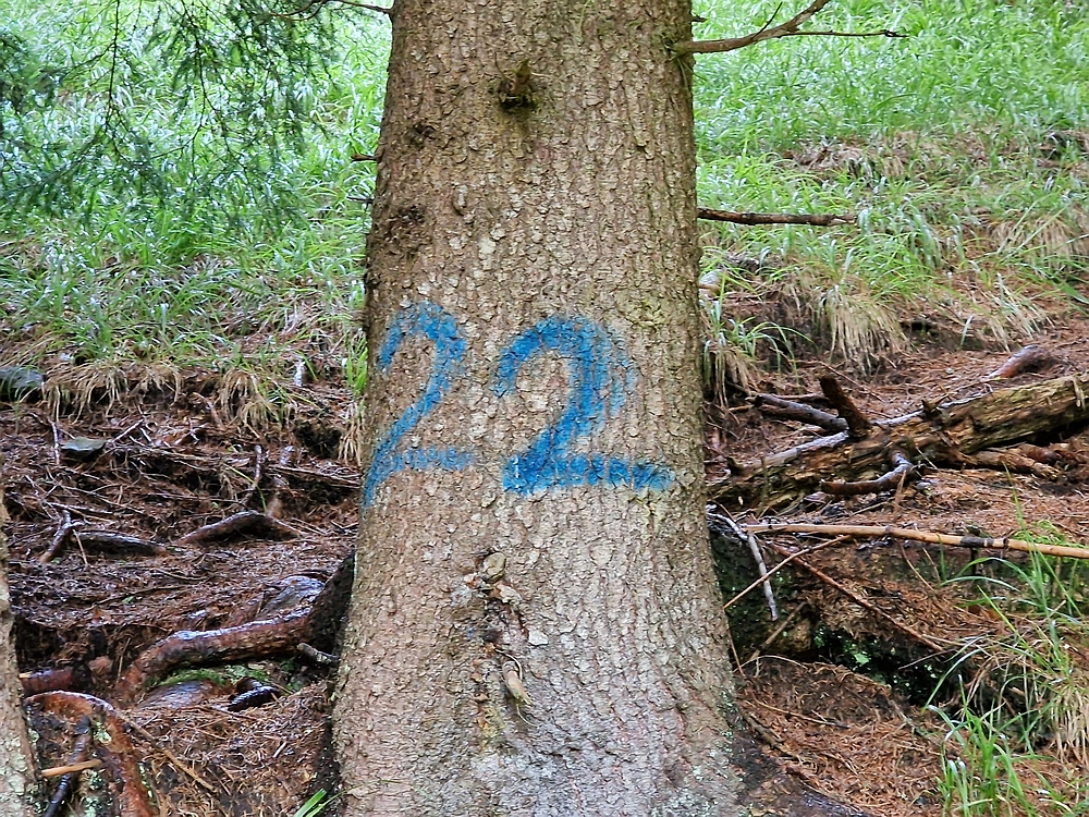 Slika je vidna v Google Chromu.