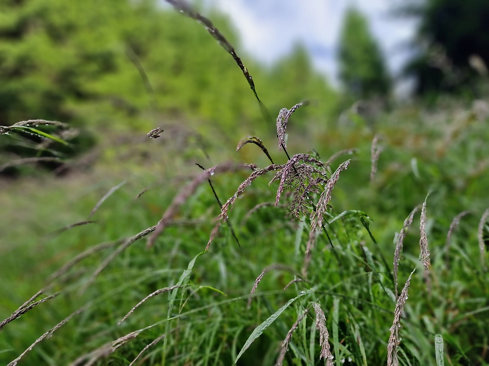 Slika je vidna v Google Chromu.