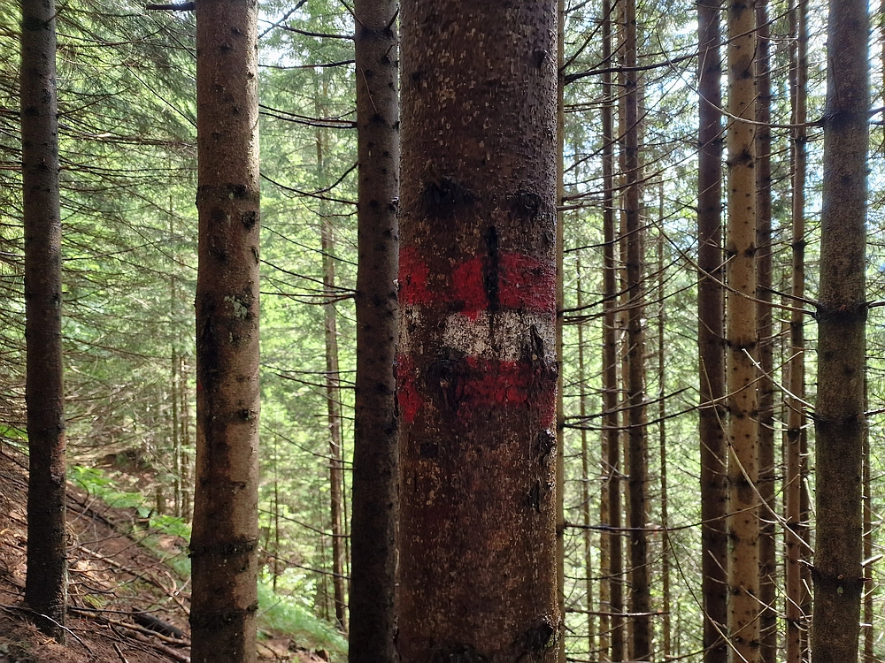 Slika je vidna v Google Chromu.