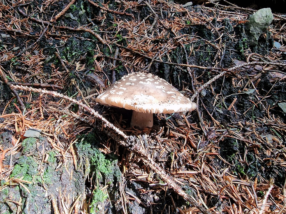 Slika je vidna v Google Chromu.