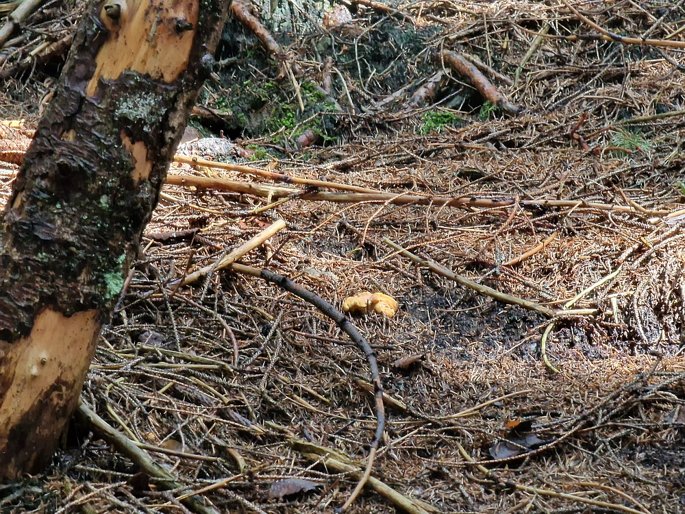 Slika je vidna v Google Chromu.