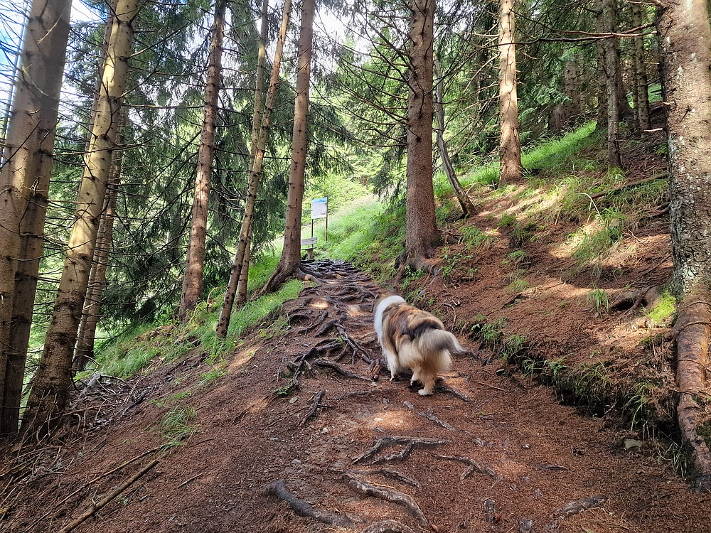 Slika je vidna v Google Chromu.