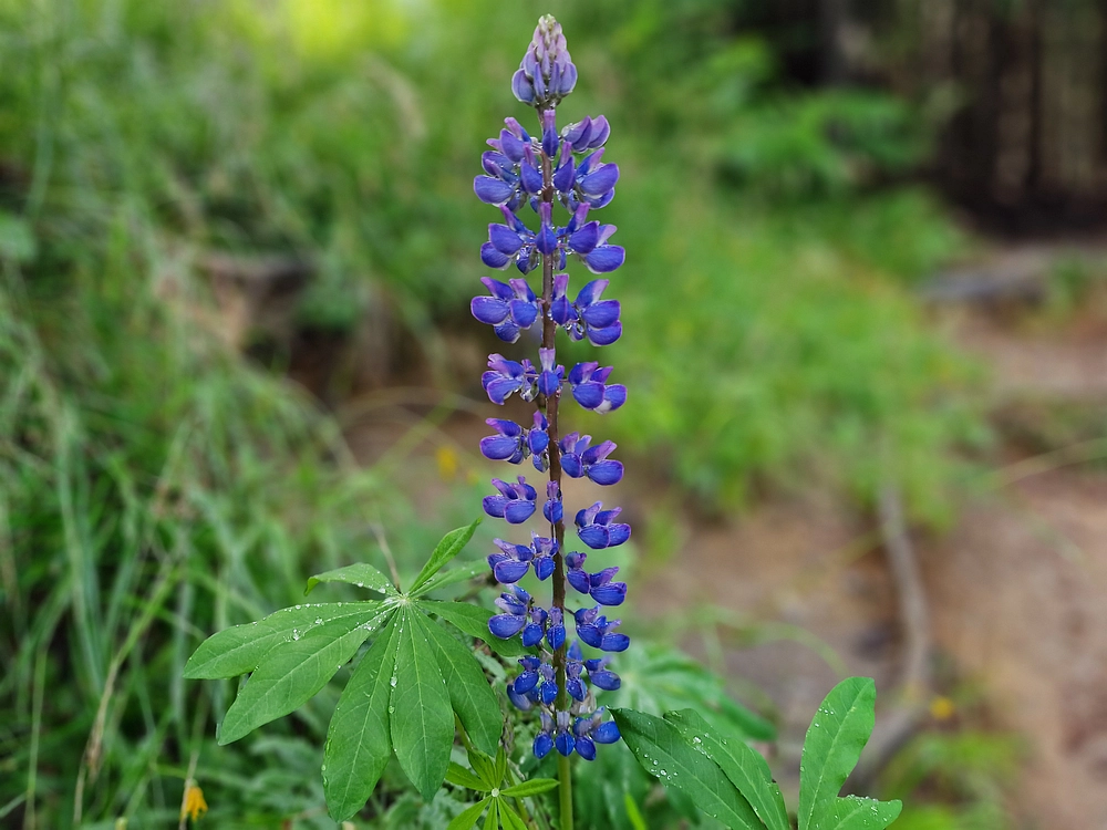 Slika je vidna v Google Chromu.