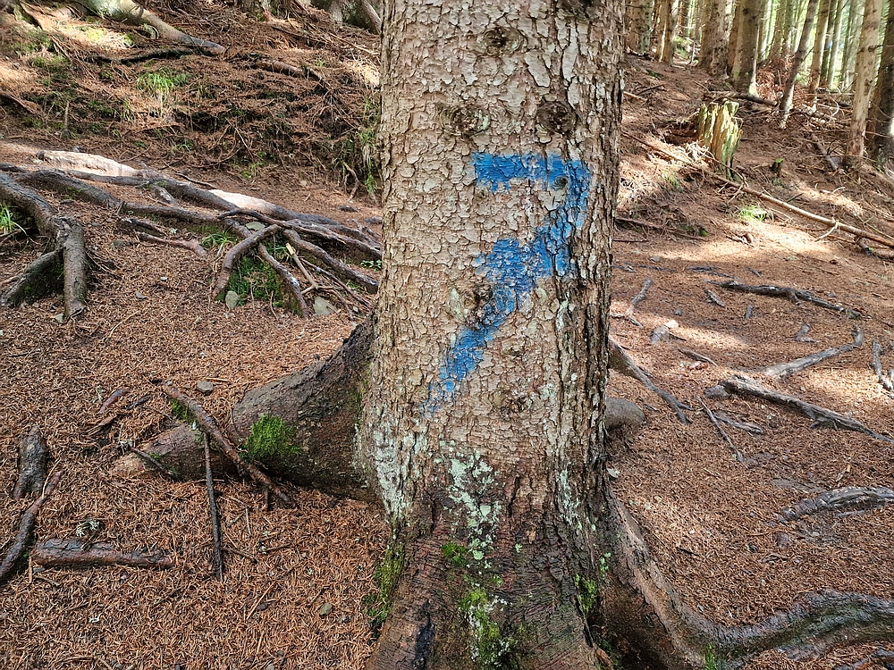 Slika je vidna v Google Chromu.