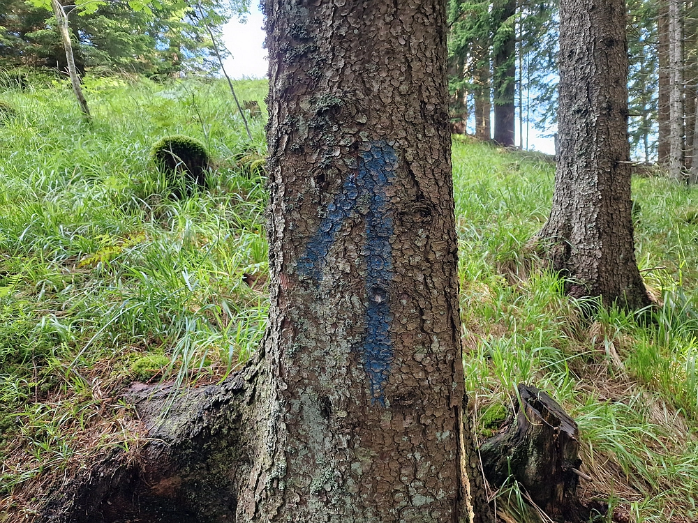 Slika je vidna v Google Chromu.