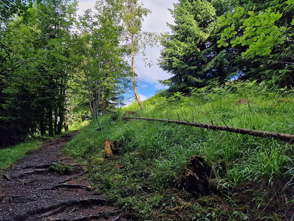 Slika je vidna v Google Chromu.