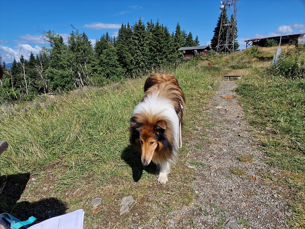 Slika je vidna v Google Chromu.