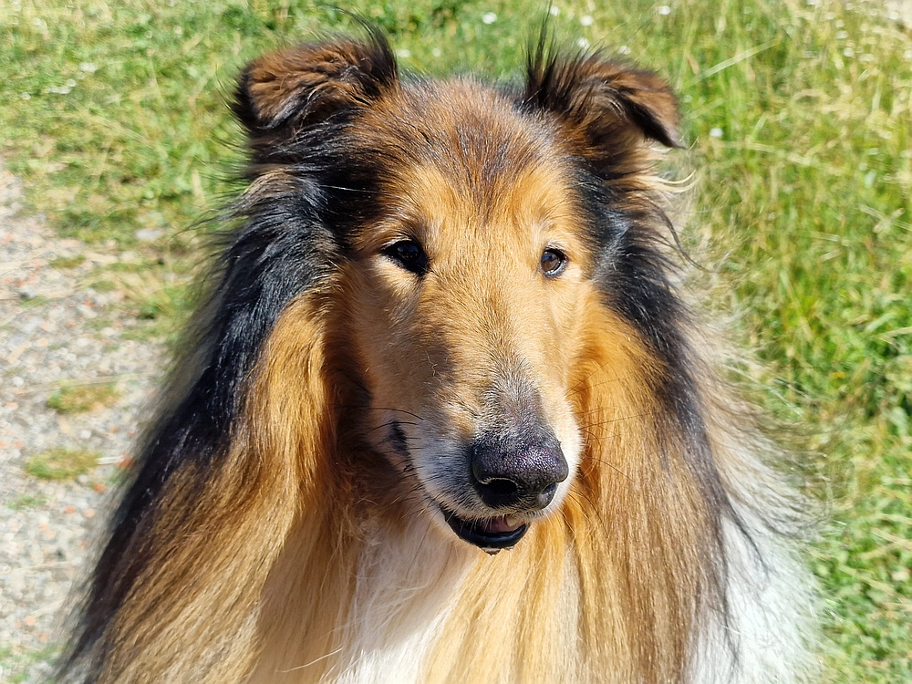 Slika je vidna v Google Chromu.