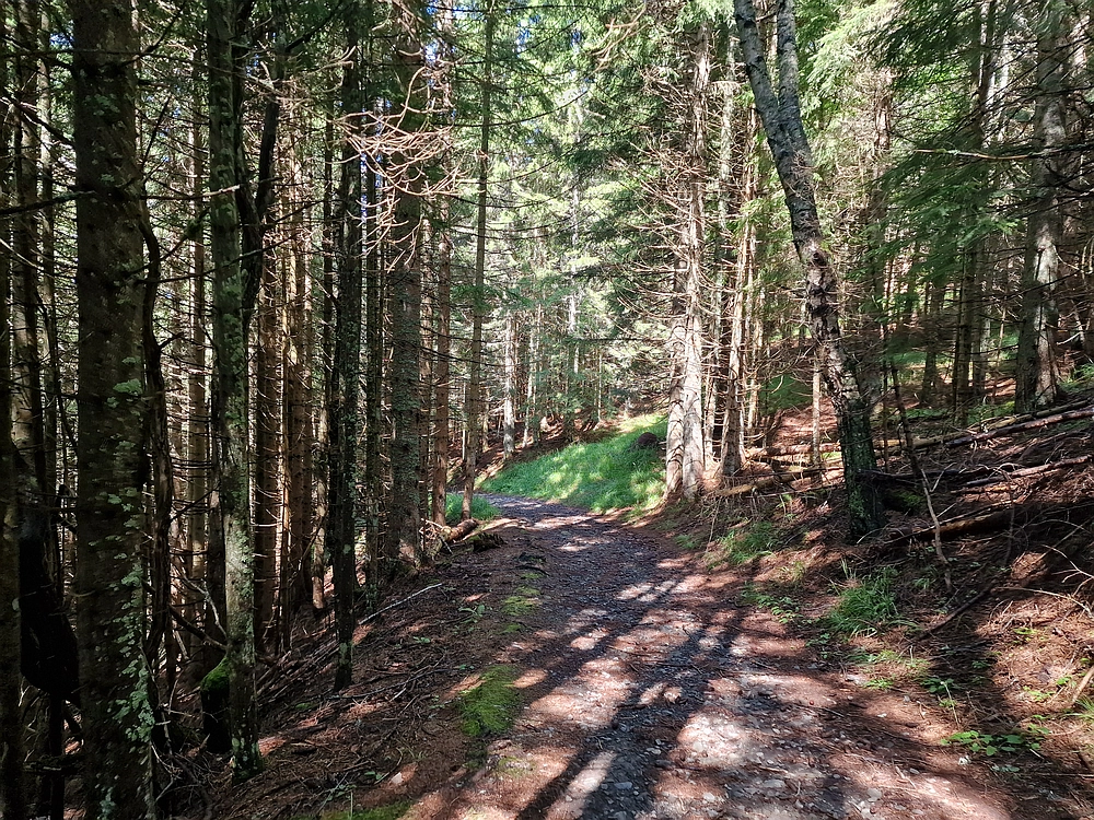 Slika je vidna v Google Chromu.