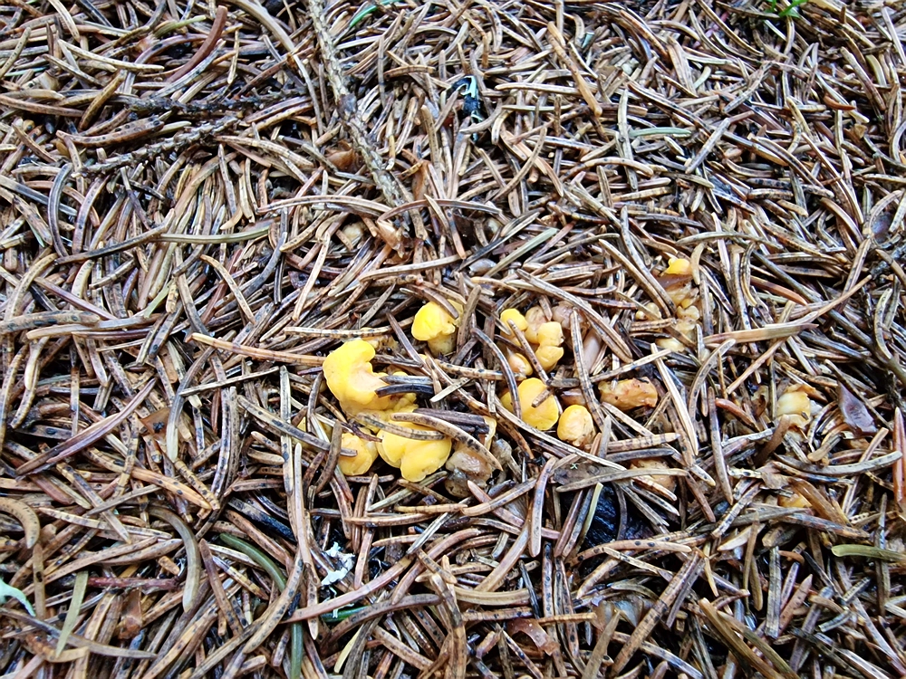 Slika je vidna v Google Chromu.