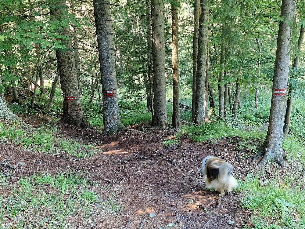 Slika je vidna v Google Chromu.