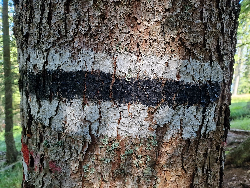 Slika je vidna v Google Chromu.