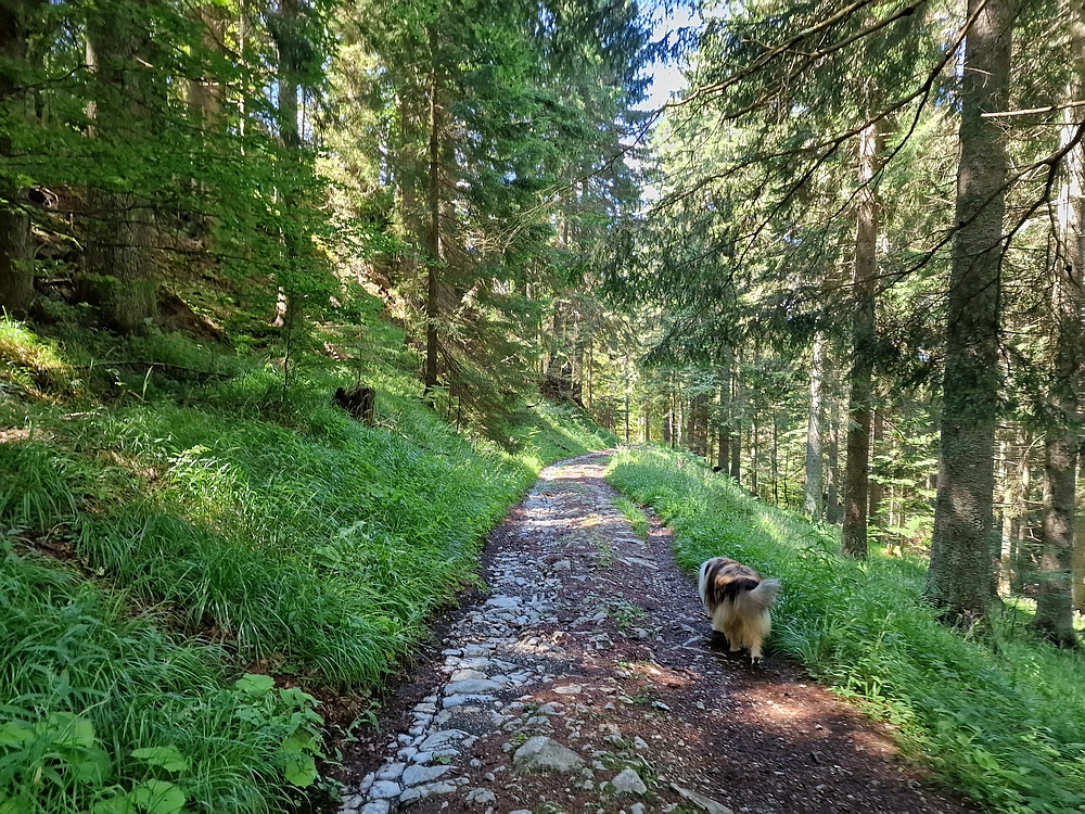 Slika je vidna v Google Chromu.