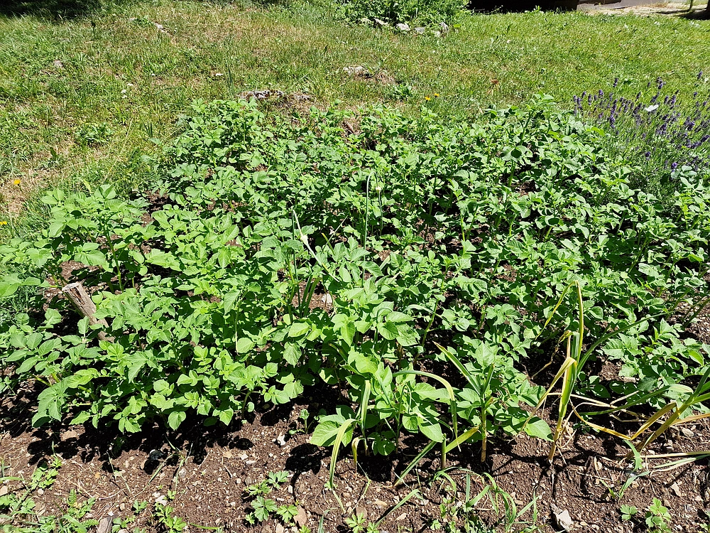 Slika je vidna v Google Chromu.