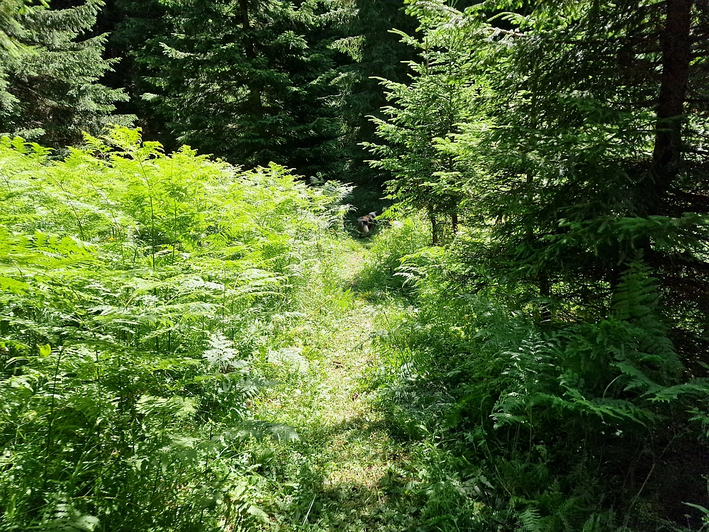 Slika je vidna v Google Chromu.