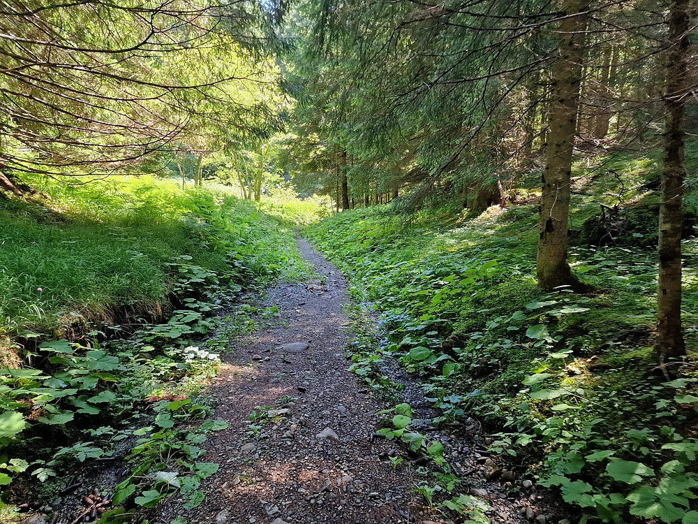 Slika je vidna v Google Chromu.