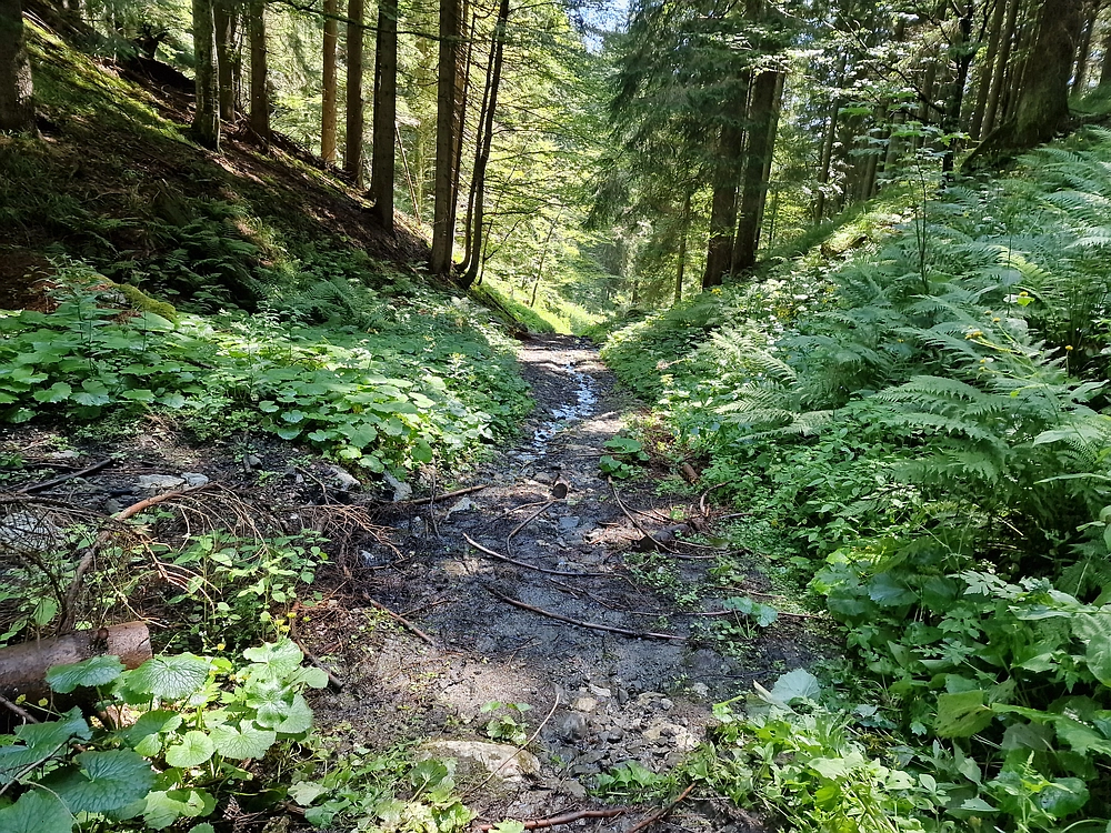 Slika je vidna v Google Chromu.