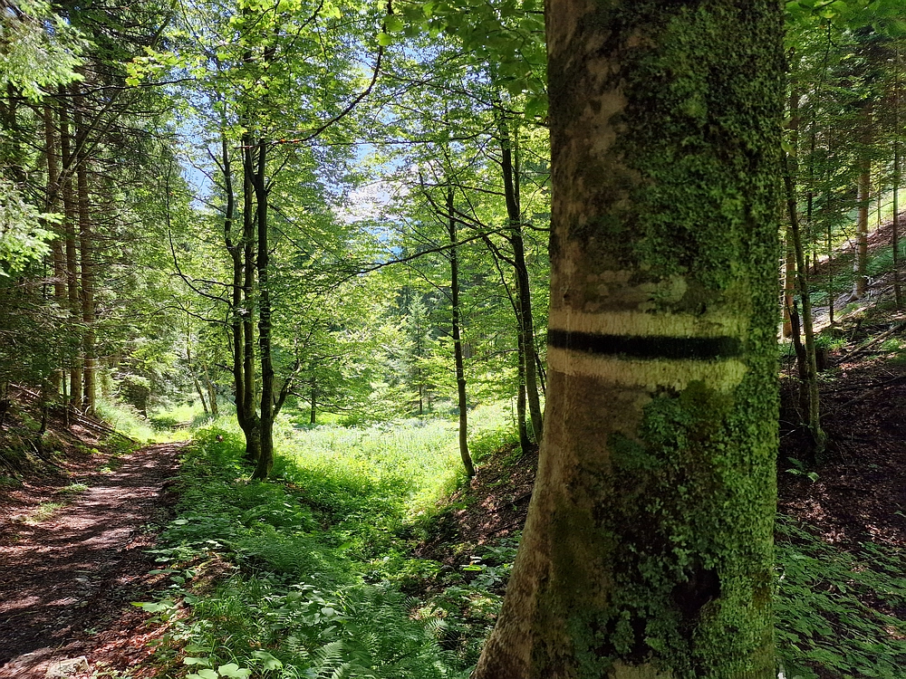 Slika je vidna v Google Chromu.