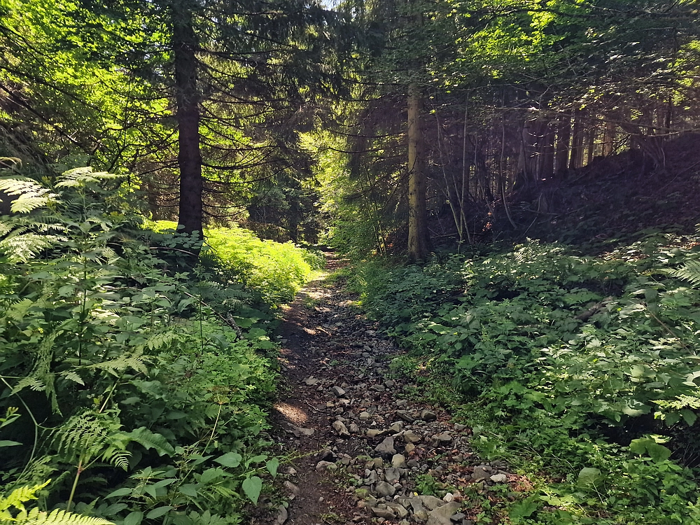 Slika je vidna v Google Chromu.