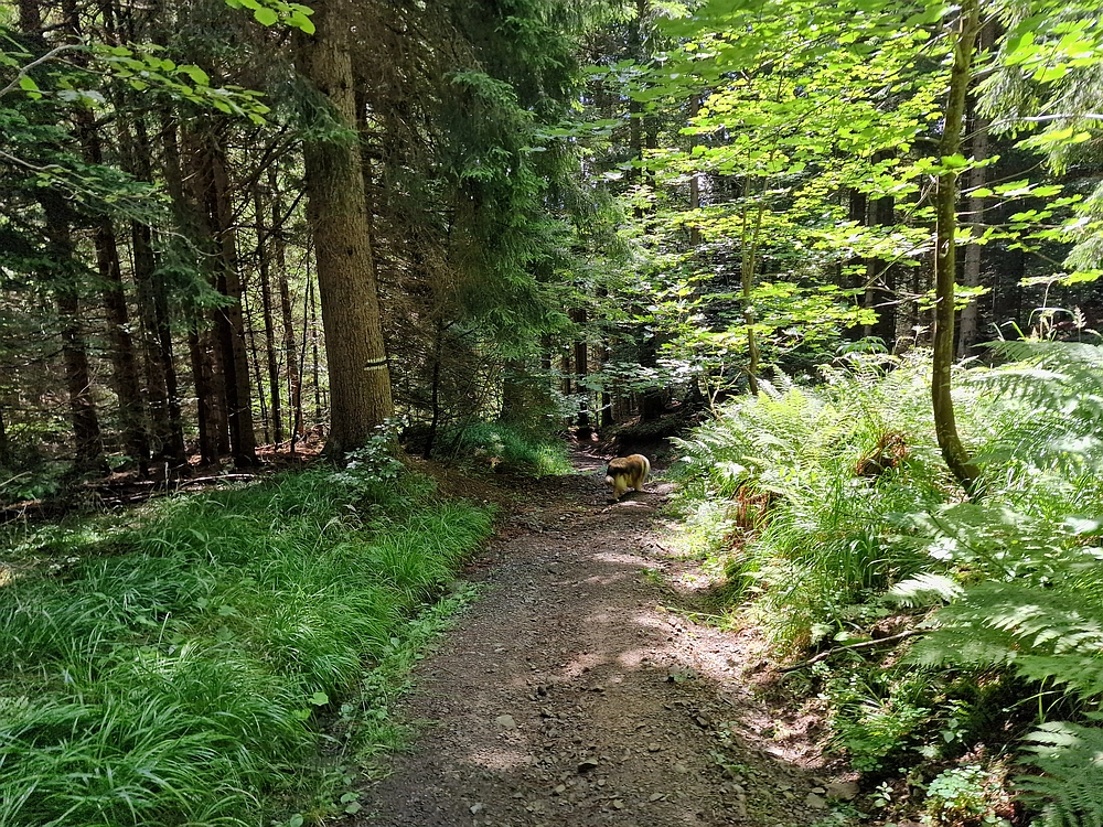 Slika je vidna v Google Chromu.