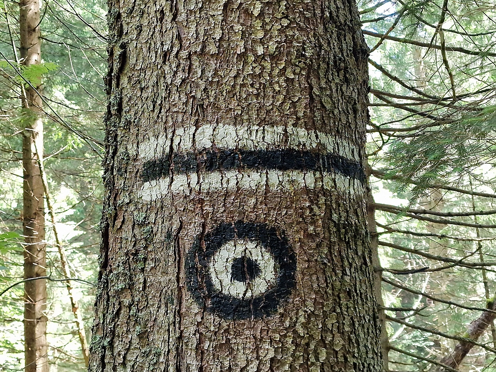 Slika je vidna v Google Chromu.