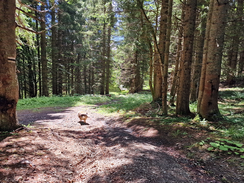 Slika je vidna v Google Chromu.