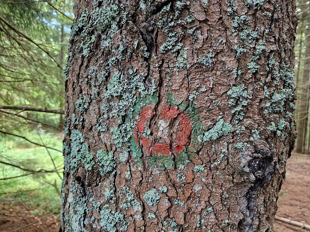 Slika je vidna v Google Chromu.