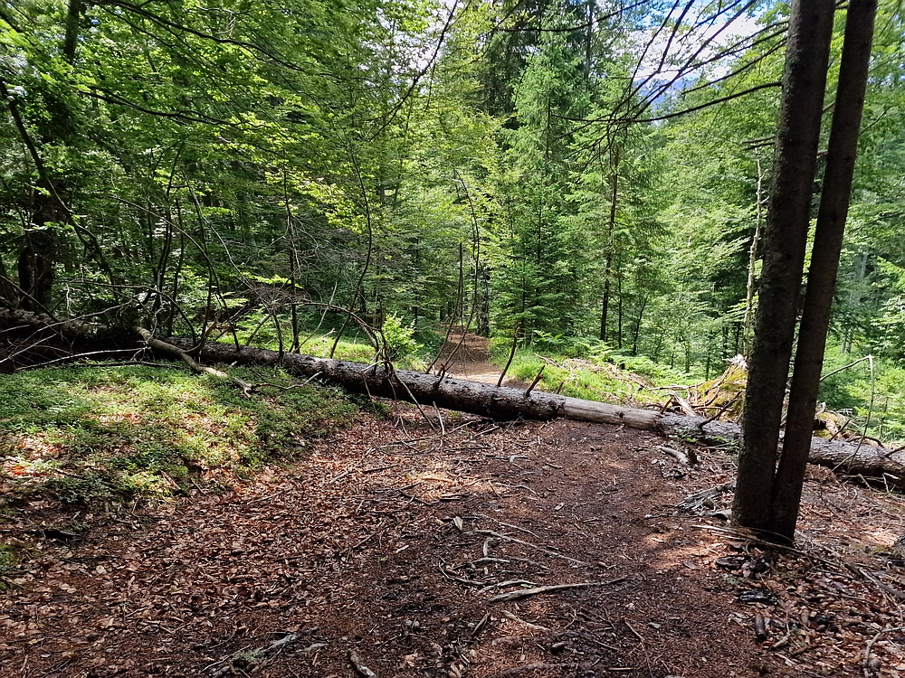 Slika je vidna v Google Chromu.