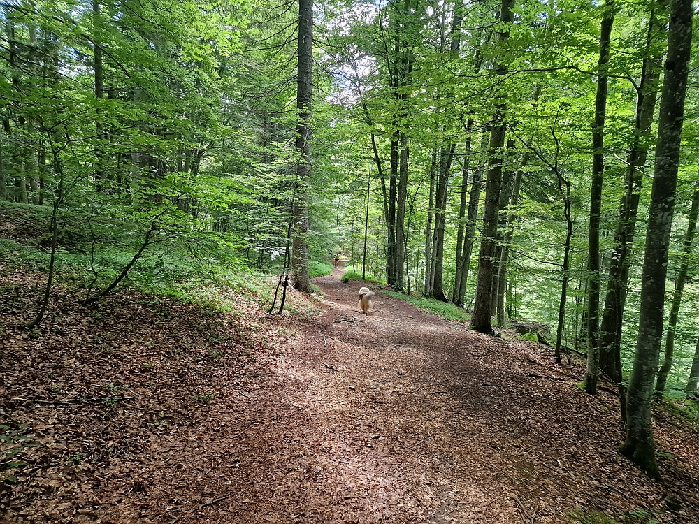 Slika je vidna v Google Chromu.