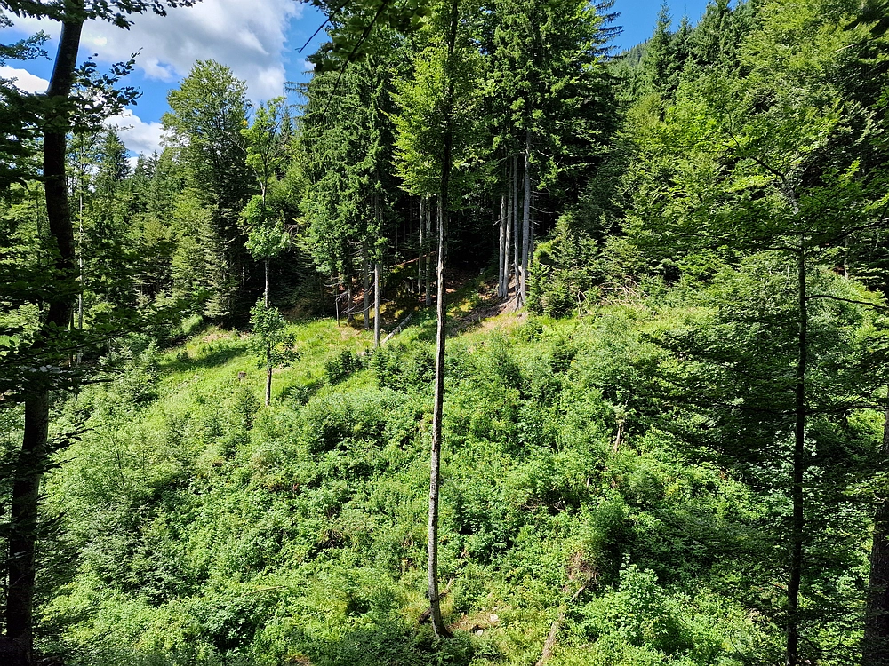 Slika je vidna v Google Chromu.