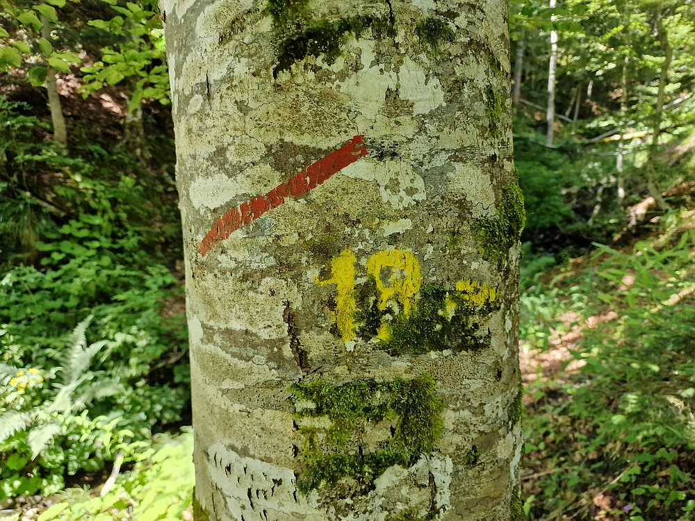 Slika je vidna v Google Chromu.