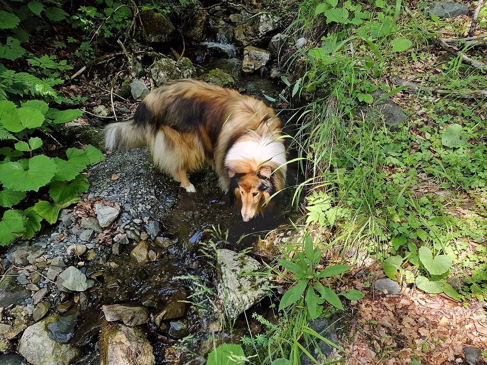 Slika je vidna v Google Chromu.